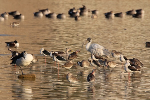 Black-headed Ibis in Bhuj, Kachchh