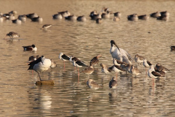 how many species can you spot?