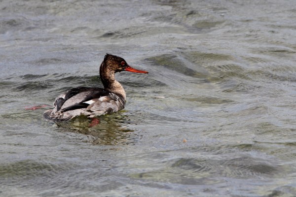 male Red-breasted Merganser
