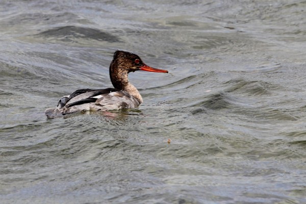 male Red-breasted Merganser