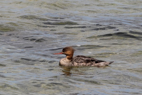 female Red-breasted Merganser