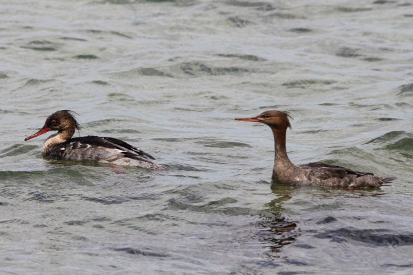 male and female Red-breasted Merganser