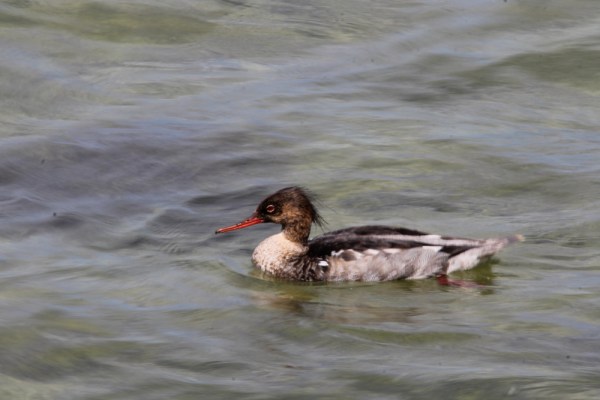 male Red-breasted Merganser