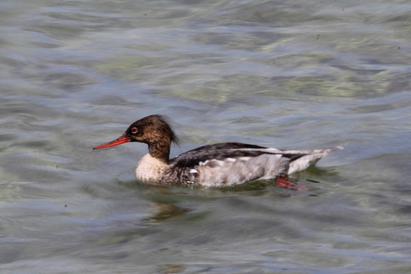 male Red-breasted Merganser