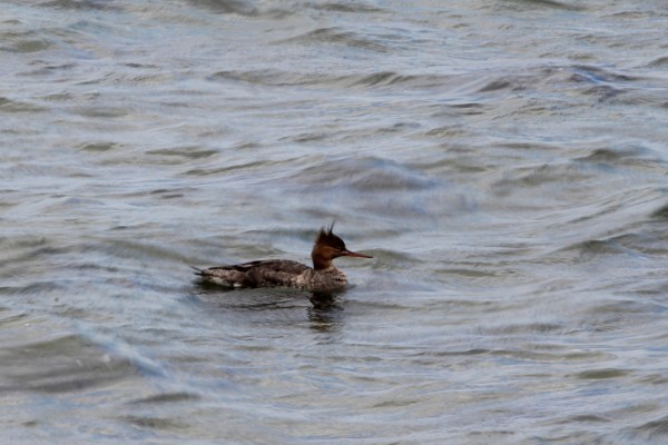 female Red-breasted Merganser
