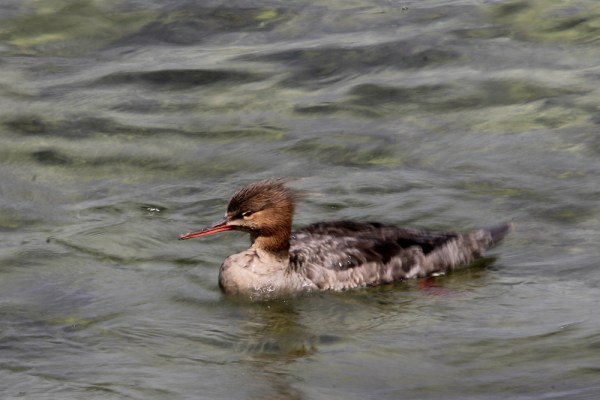 female Red-breasted Merganser
