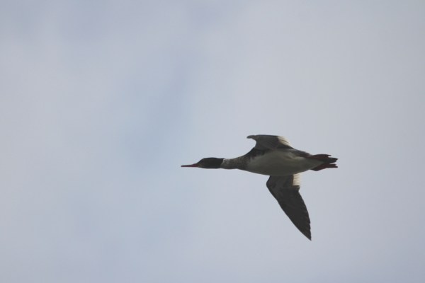 flying Red-breasted Merganser