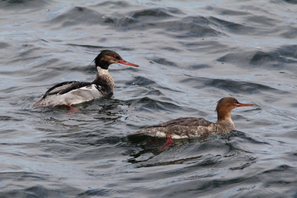 female and male Red-breasted Merganser