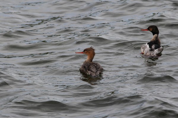 female and male Red-breasted Merganser