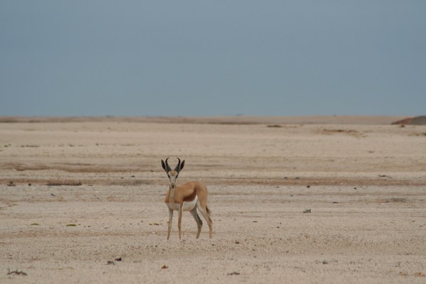 Springbok at the Skeleton Coast, Namibia