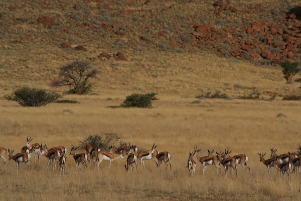 Springboks in the wide countryside of Namibia