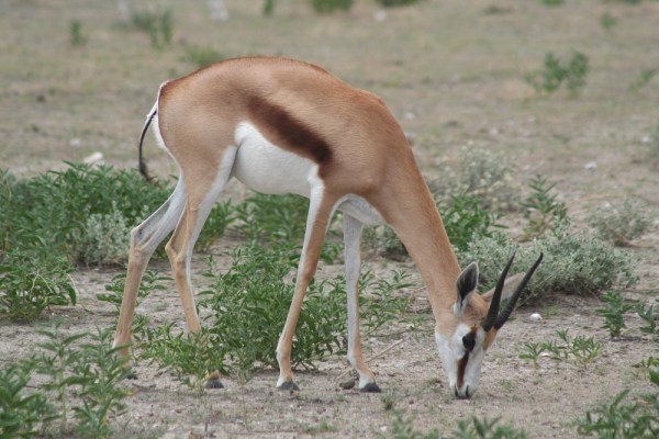 Springbok in Etosha National Park, Namibia