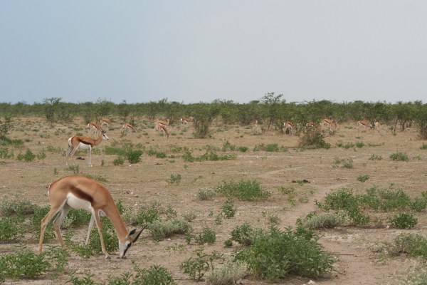 Springboks in Etosha National Park, Namibia