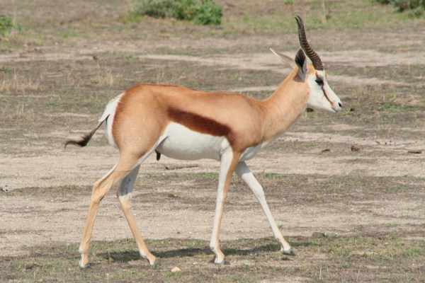 Springbok in Etosha National Park, Namibia