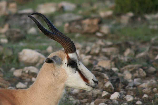 Springbok in Etosha National Park, Namibia