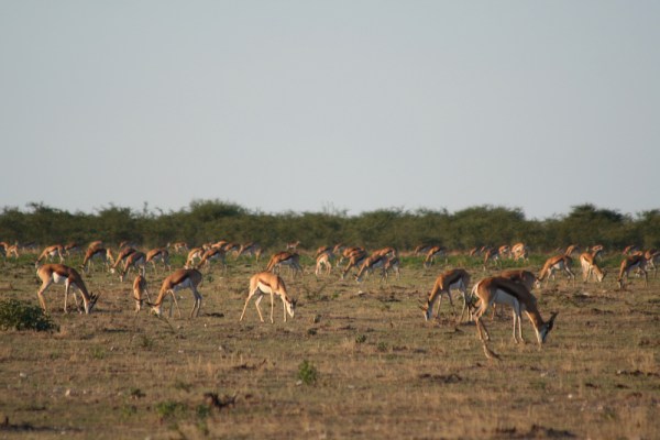 Springboks in Etosha National Park, Namibia