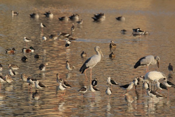 in birder's paradise