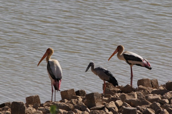 Asian Openbill and two Painted Storks