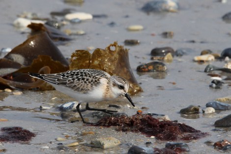 Sanderling