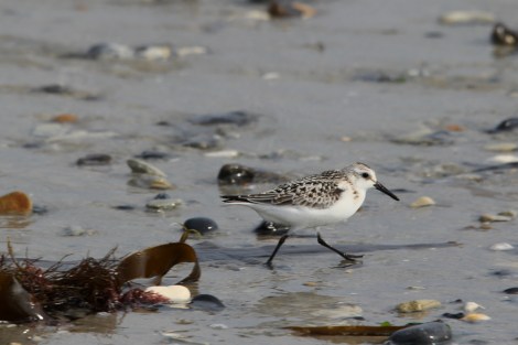 Sanderling