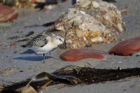 Sanderling