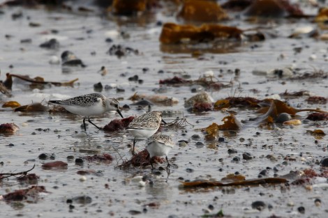 Sanderlings