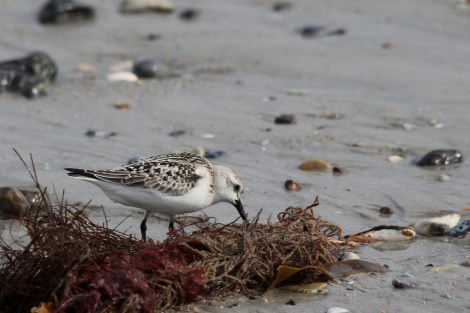 Sanderling