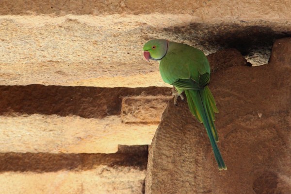 male Rose-ringed Parakeet in Hampi, September 2011