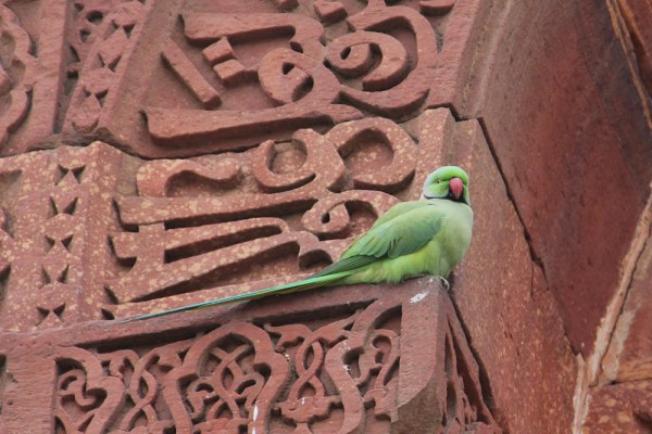 male Rose-ringed Parakeet in Delhi, January 2014