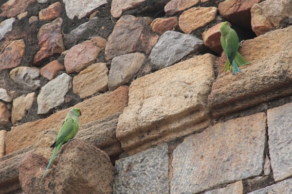 male and female parakeets in Delhi, January 2014