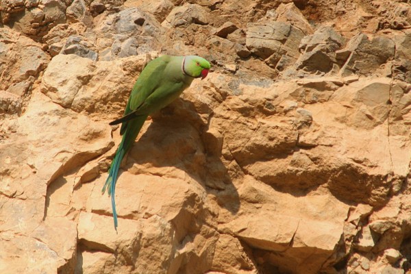 male Rose-ringed Parakeet in Kachchh, December 2008