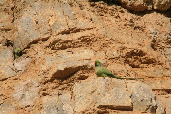 parakeets in Kachchh, December 2008