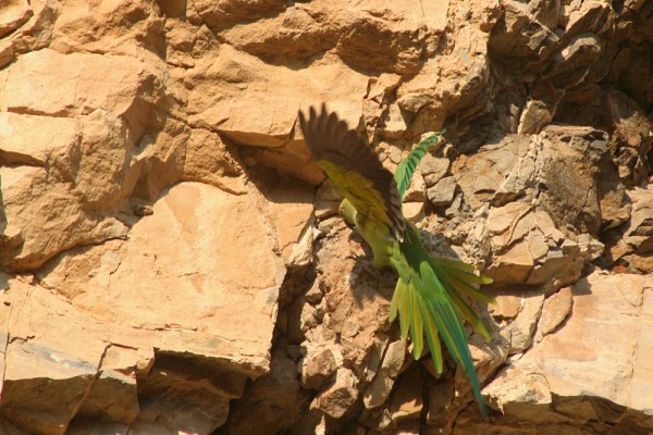 Rose-ringed Parakeet in Kachchh, December 2008