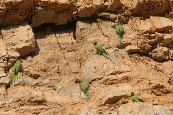 parakeets in Kachchh, December 2008