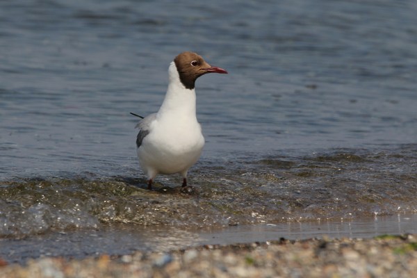 Black-headed Gull in summer plumage