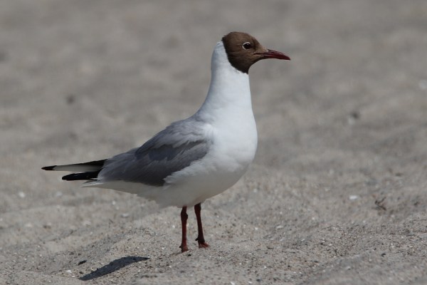 Black-headed Gull in summer plumage
