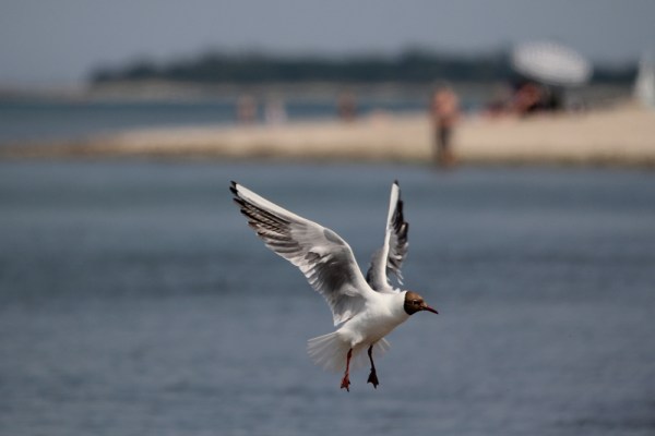 Black-headed Gull at the beach