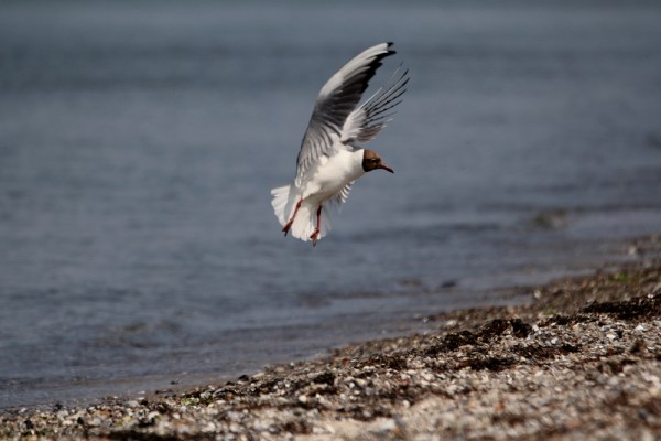 Black-headed Gull at the beach