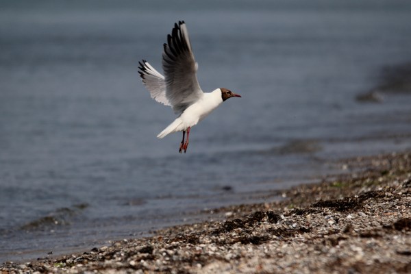 Black-headed Gull at the beach
