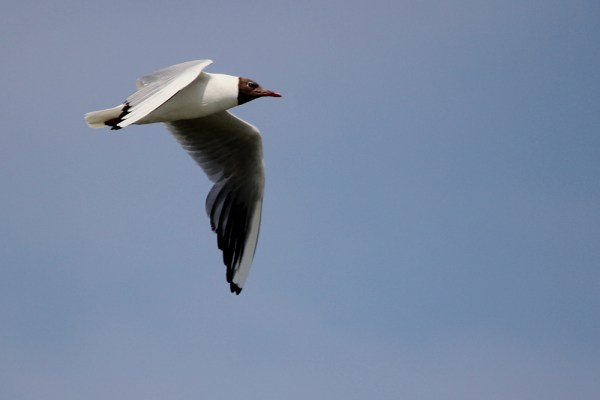 flying Black-headed Gull