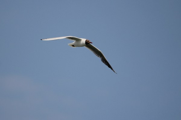 flying Black-headed Gull