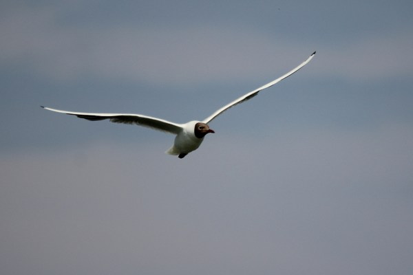 flying Black-headed Gull