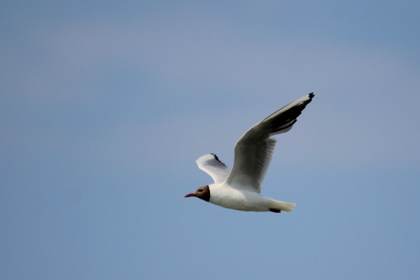 flying Black-headed Gull