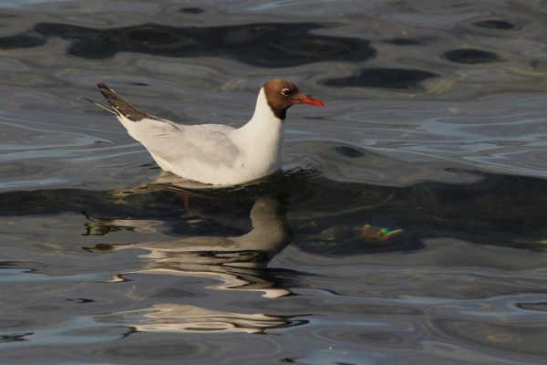 Black-headed Gull in summer plumage