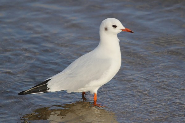 Black-headed Gull in winter plumage
