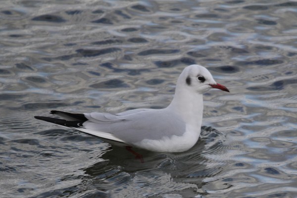 Black-headed Gull in winter plumage