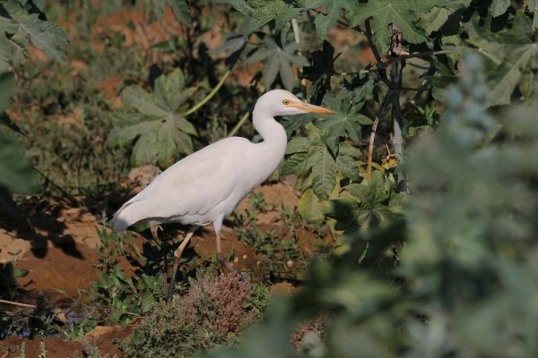 Cattle Egret in Kachchh, India