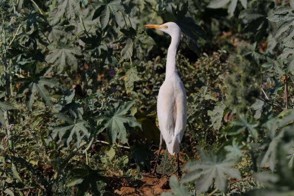 Cattle Egret in Kachchh, India