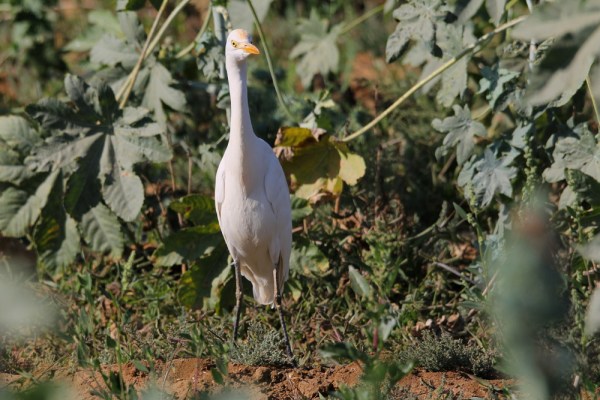 Cattle Egret in Kachchh, India