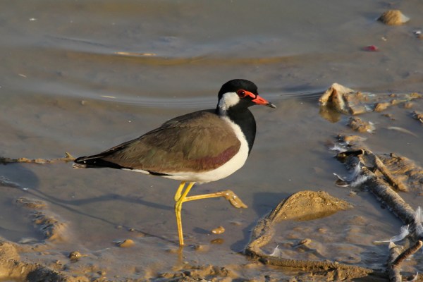 Red-wattled Lapwing